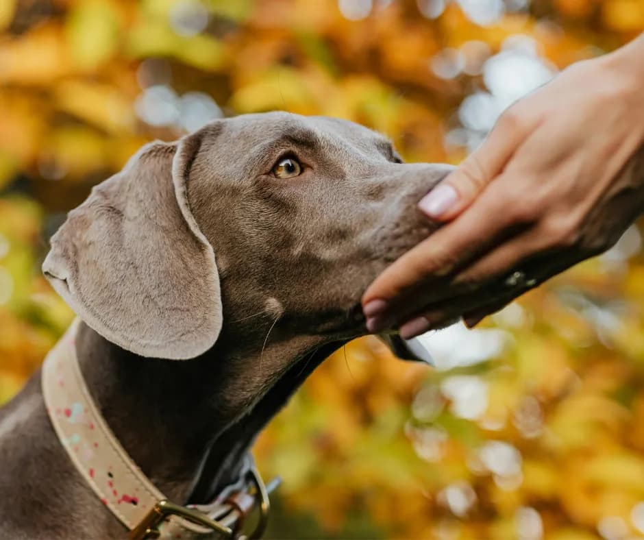 A dog gently leaning into a person's hand, illustrating the trust between pets, parents, and facilities