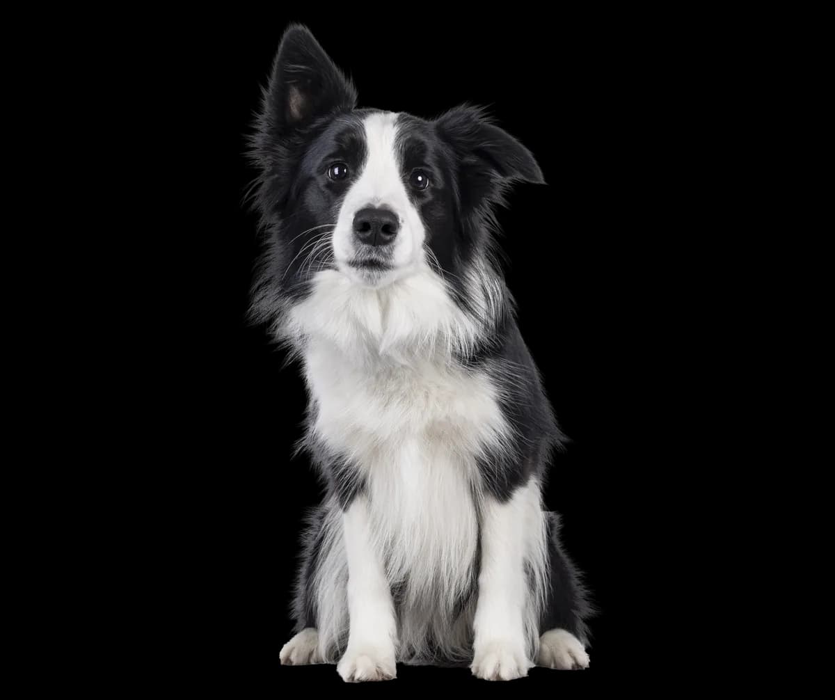 An alert border collie sitting, ready for a day at the facility